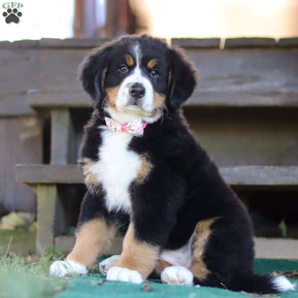 Flicka, Bernese Mountain Dog Puppy